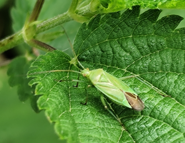 Calocoris