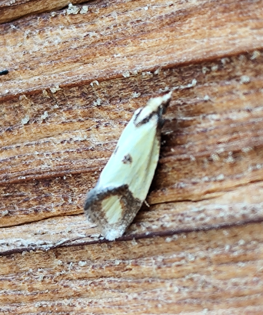 Agapeta zoegana - barnacsíkos sárgamoly