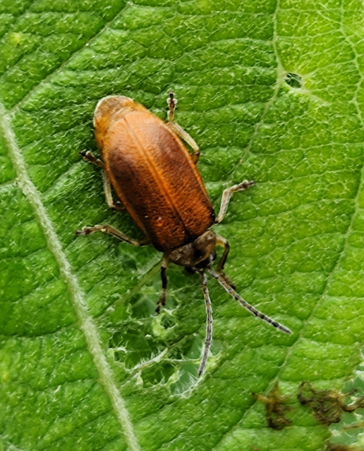 Galerucella