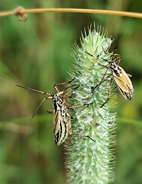 közönséges mezeipoloska - Leptopterna dolabrata