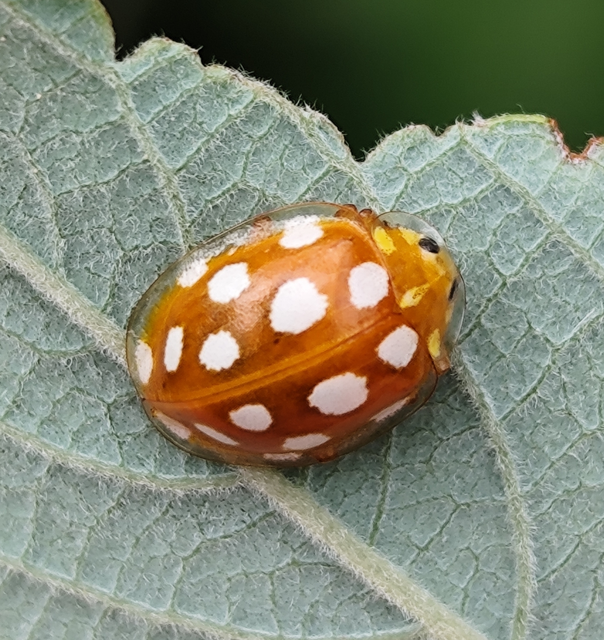 tizenhatcseppes füsskata - Halyzia sedecimguttata