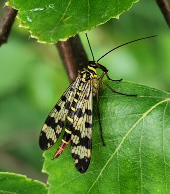Panorpa vulgaris