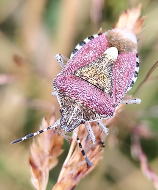 bogyómászó poloska - Dolycoris baccarum