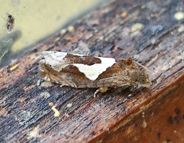 Epiblema foenella - kampósfoltú tükrösmoly