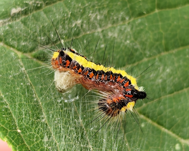 pszi-betűs szigonyosbagoly - Acronicta psi