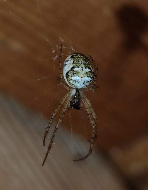 Metellina segmentata/mengei