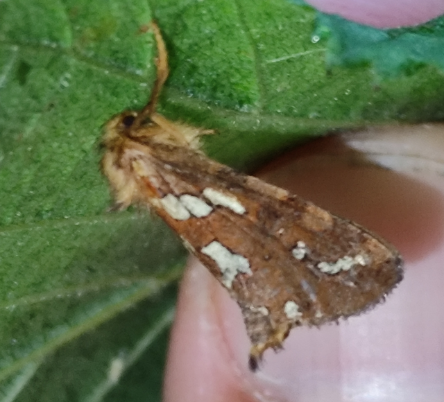 Phymatopus hecta - aranyló gyökérrágólepke