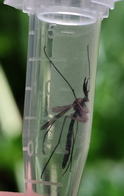 Keroplatidae