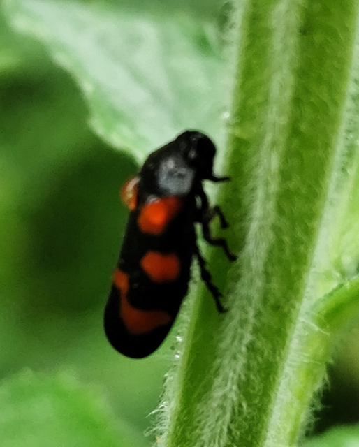 Cercopis vulnerata