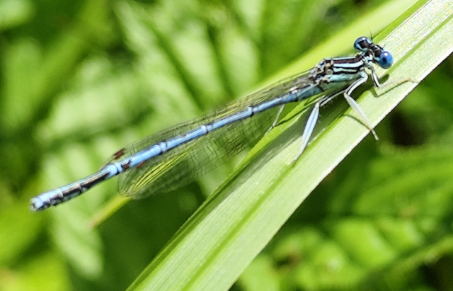 Platycnemis pennipes - széleslábú szitakötő
