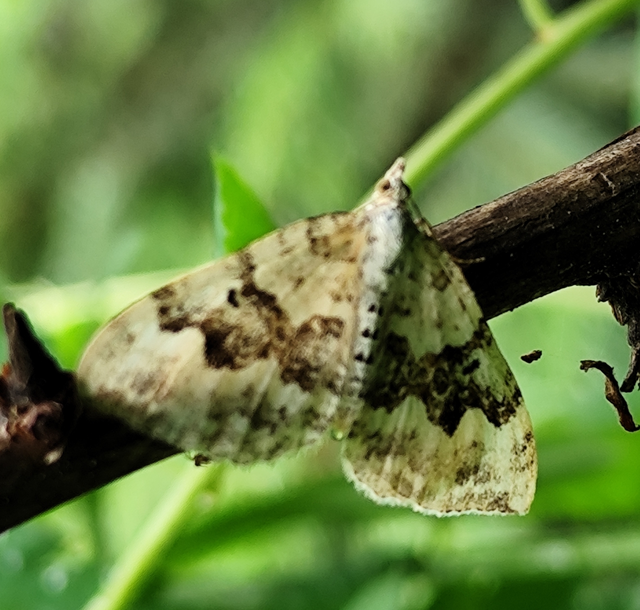 Xanthorhoe montanata - hegyi tarkaaraszoló