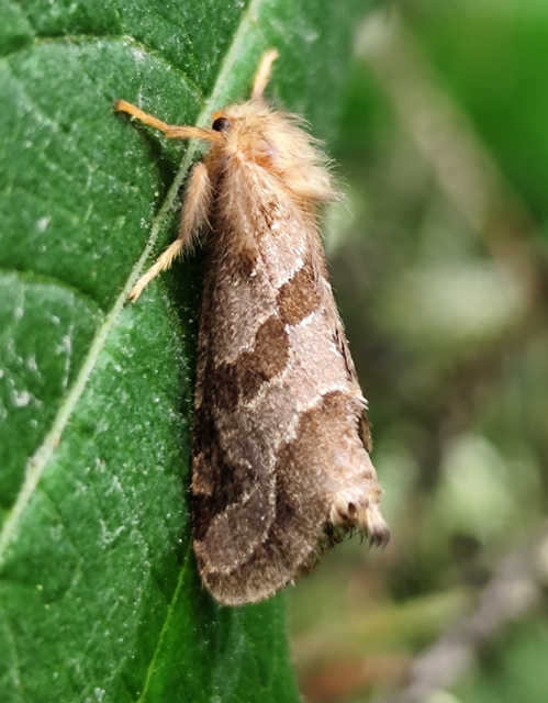 Phymatopus hecta - aranyló gyökérrágólepke