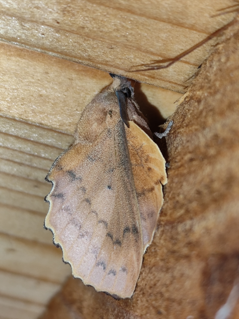 tölgylevélpohók - Gastropacha quercifolia