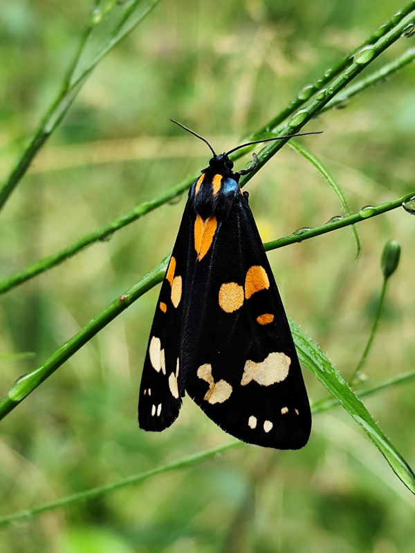 Callimorpha dominula - fémes medvelepke