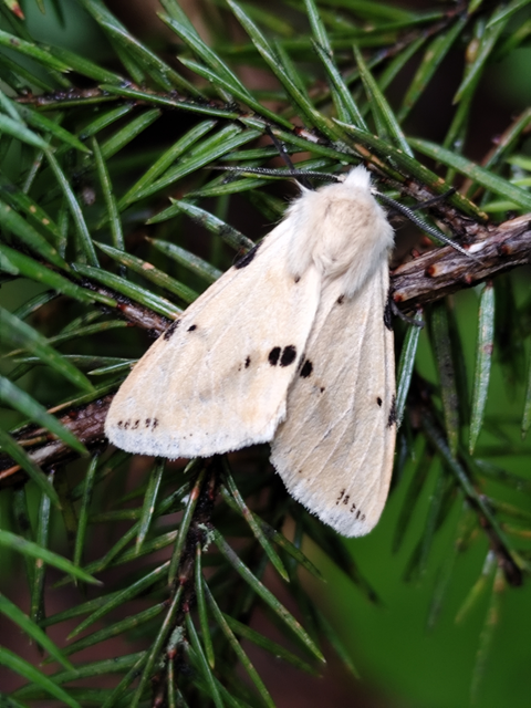 Spilarctia lutea - sárgás medvelepke