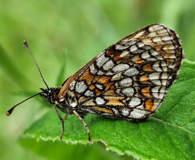 közönséges tarkalepke - Melitaea athalia