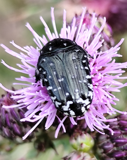 sokpettyes virágbogár - Oxythyrea funesta