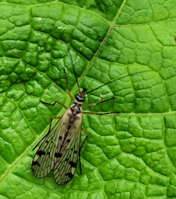 Panorpa alpina