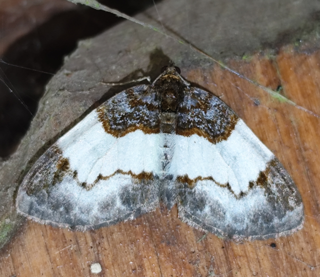 tarka fűzfaaraszoló - Mesoleuca albicillata