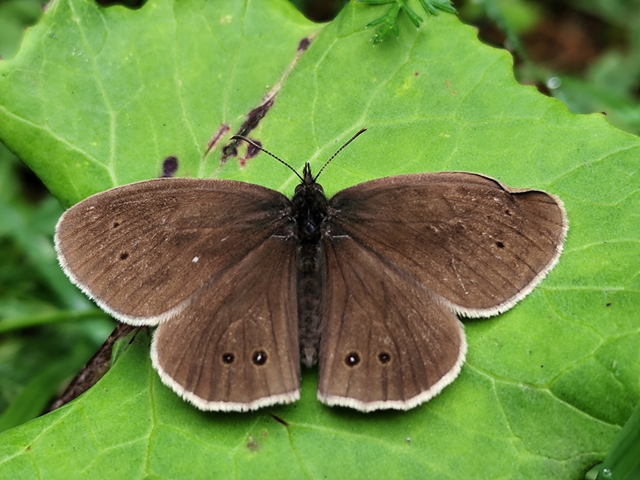 közönséges ökörszemlepke - Aphantopus hyperanthus