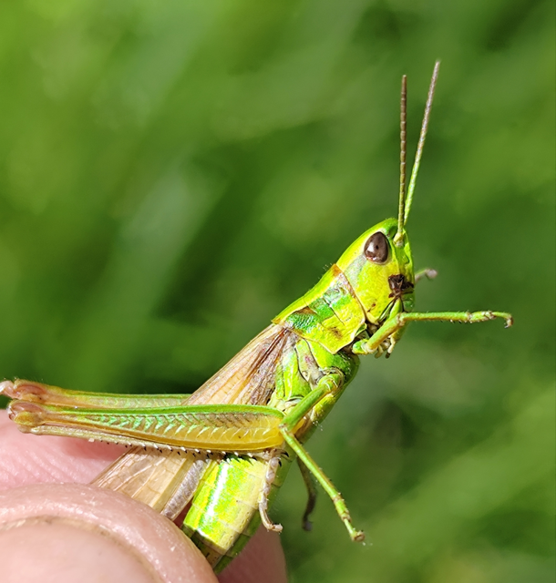 smaragdzöld sáska - Euthystira brachyptera