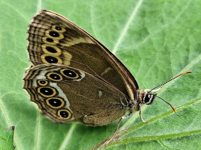 sápadt szemeslepke - Lopinga achine