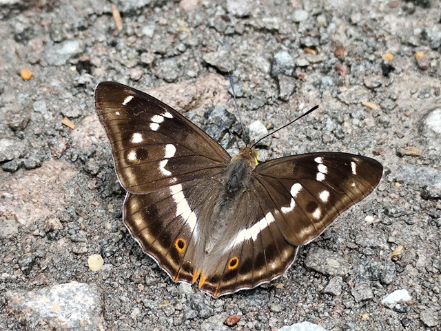 nagy színjátszólepke - Apatura iris