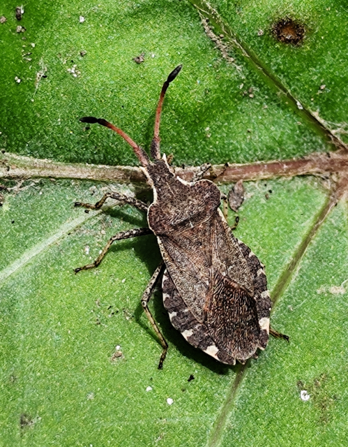 feketés karimáspoloska - Enoplops scapha