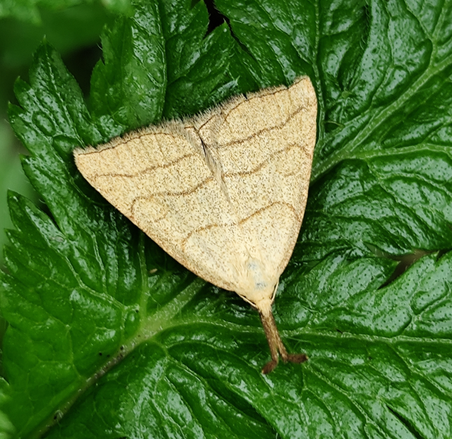 Polypogon tentacularia - sötétaljú karcsúbagoly