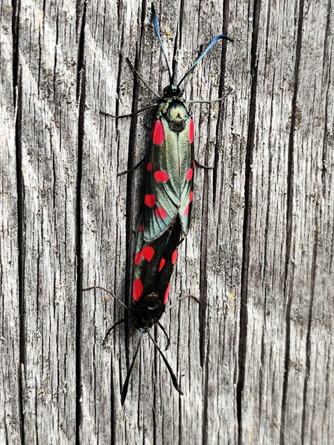 Zygaena filipendulae - acélszínű csüngőlepke