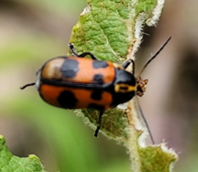 Cryptocephalus quinquepunctatus