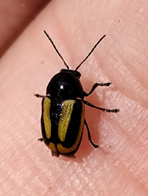 Cryptocephalus vittatus