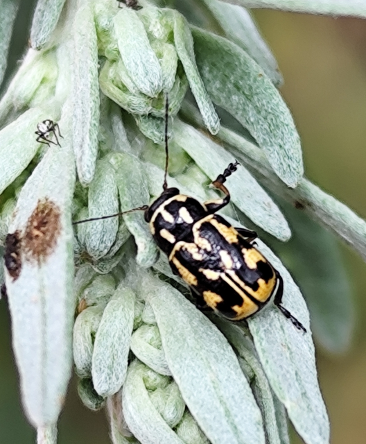 Pachybrachis