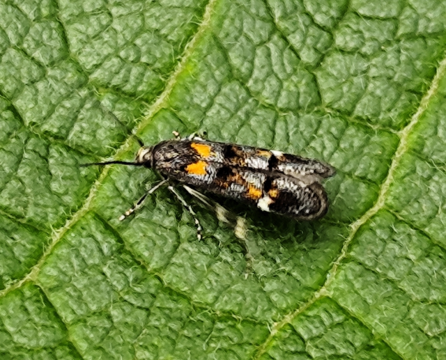 derécefúró lándzsásmoly - Mompha raschkiella