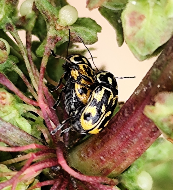 Pachybrachis