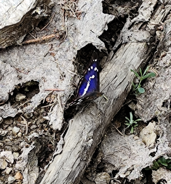 Apatura iris - nagy színjátszólepke