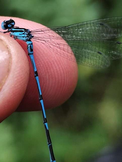 Coenagrion puella - azúrkék légivadász