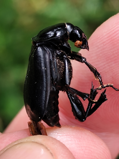 fekete temetőbogár - Nicrophorus humator