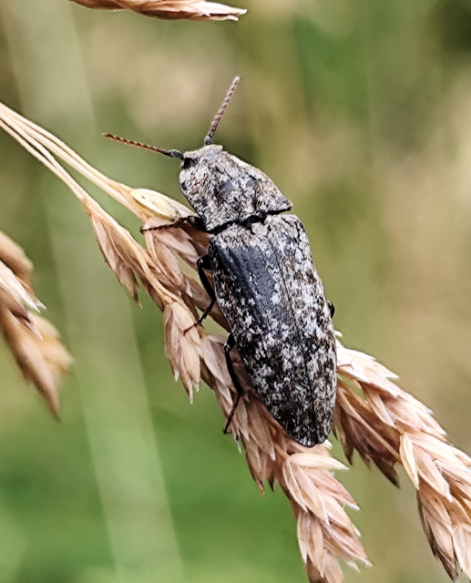 egérszínű pikkelyespattanó - Agrypnus murinus