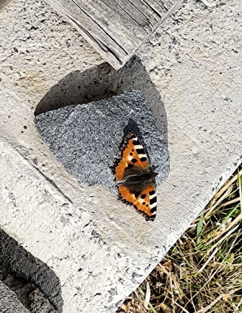 kis rókalepke - Nymphalis urticae