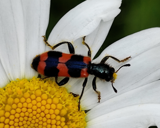 Trichodes apiarius - szalagos méhészbogár