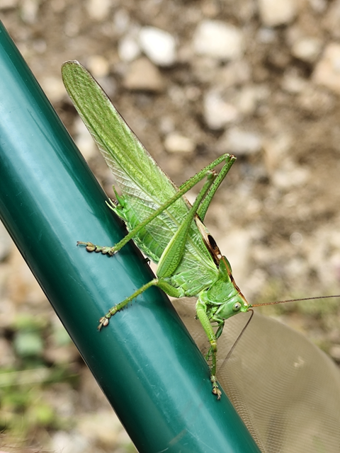 zöld lombszöcske - Tettigonia viridissima