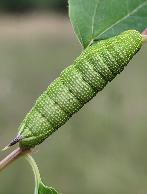 dongószender - Hemaris fuciformis