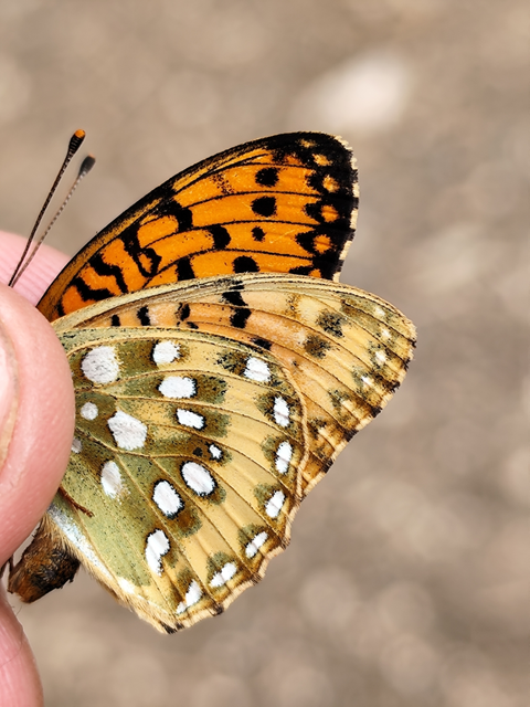 kerekfoltú gyöngyházlepke - Argynnis aglaja