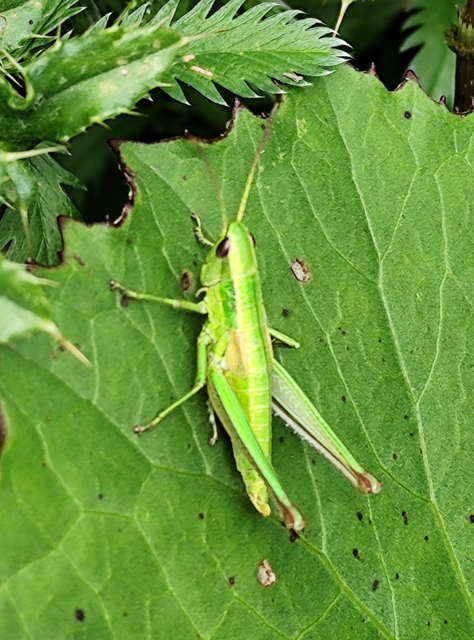 Euthystira brachyptera - smaragdzöld sáska