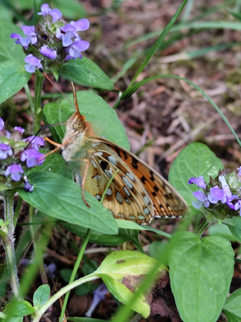 Argynnis aglaja - kerekfoltú gyöngyházlepke