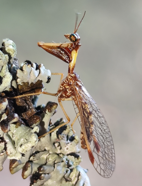 kétszínű fogólábú-fátyolka - Mantispa styriaca