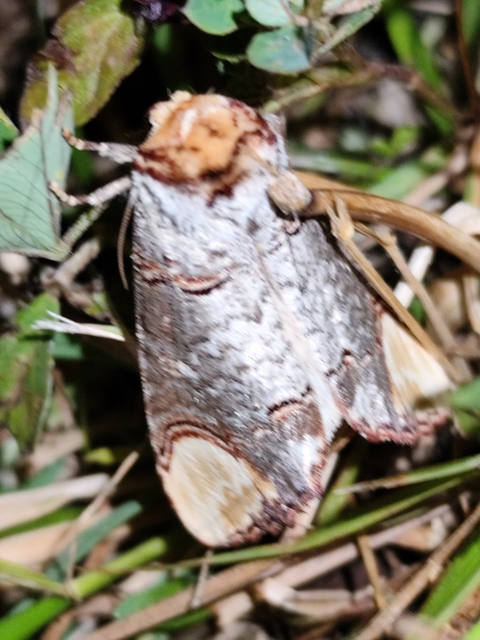 Phalera bucephala - sárgafoltos púposszövő