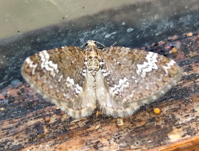 árvacsalán-araszoló - Perizoma alchemillata