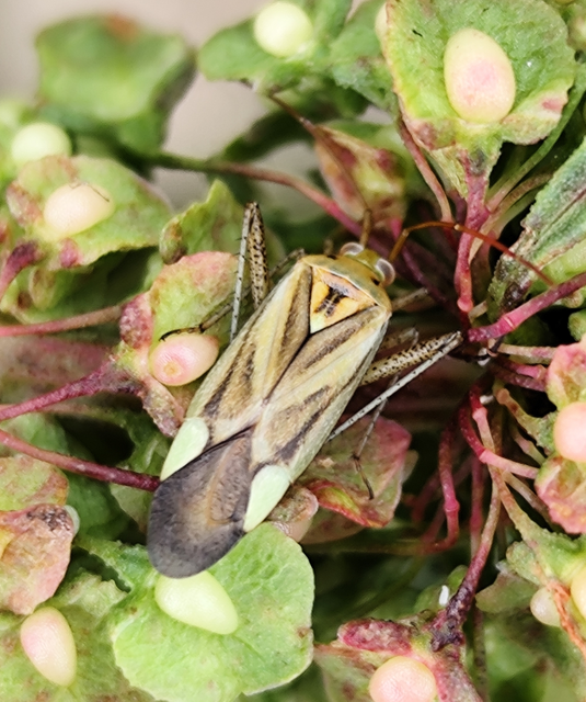 lucernapoloska - Adelphocoris lineolatus